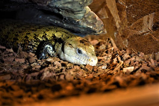 Cassino Online Brasil