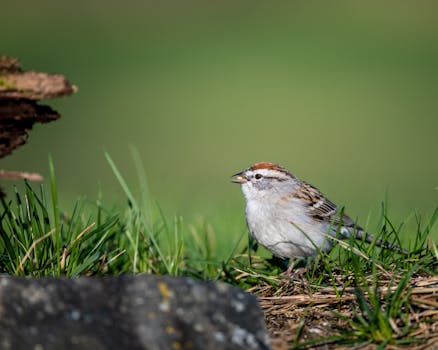 Cassino Online Brasil